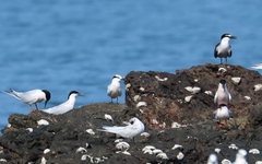 Sterna dougallii