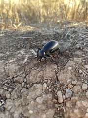 Eleodes grandicollis