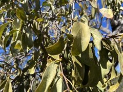 Dendrophthoe glabrescens