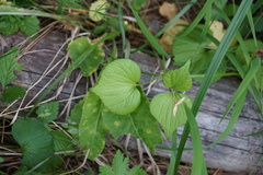 Viola uniflora