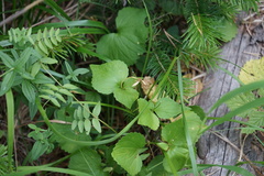 Viola uniflora