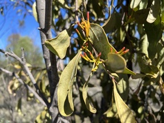 Dendrophthoe glabrescens