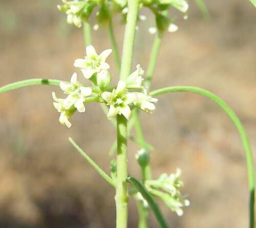 Gymnema erectum