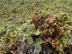 Sibbaldia cuneata, photograph (c) TonyT, some rights reserved (CC BY)