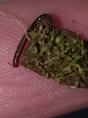 Brachyiulus pusillus