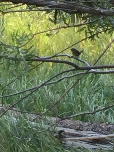 iNaturalist observation photo of Troglodytes Wrens