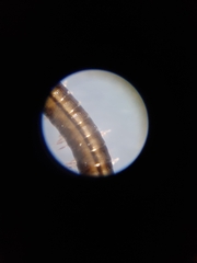 Brachyiulus pusillus