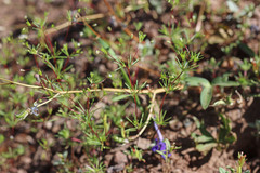 Linanthus harknessii