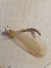 Myrmecaelurus trigrammus