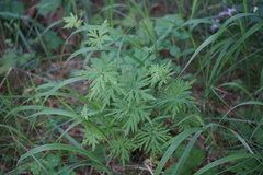 Aconitum volubile