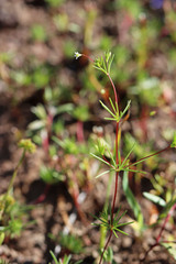 Linanthus harknessii