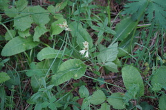 Primula veris macrocalyx