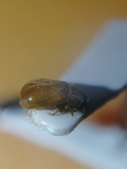 Polygraphus poligraphus