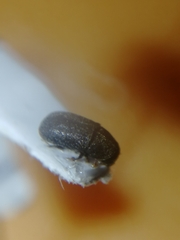 Polygraphus poligraphus