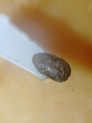 Polygraphus poligraphus