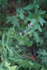 Polemonium caeruleum