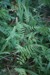 Polemonium caeruleum