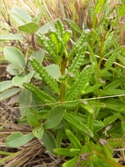 Pedicularis zeylanica