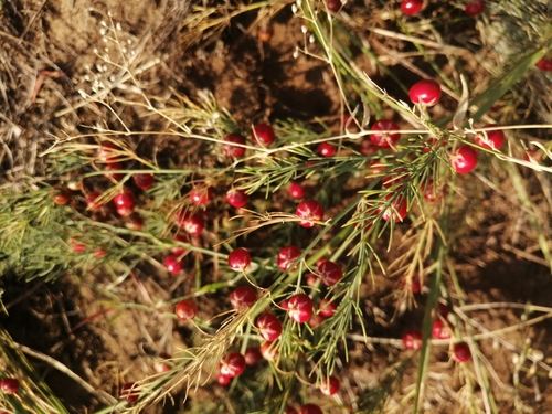 Image of Asparagus inderiensis by (c) Michael Kozlov, some rights reserved (CC BY)