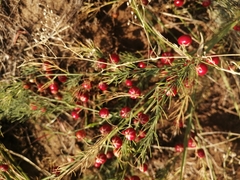 Asparagus inderiensis