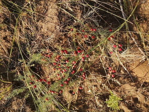 Image of Asparagus inderiensis by (c) Michael Kozlov, some rights reserved (CC BY)