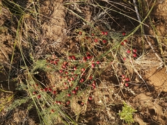 Asparagus inderiensis