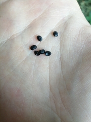 Asparagus inderiensis