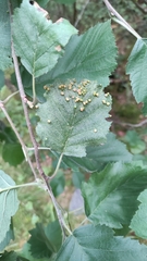 Eriophyes alniincanae