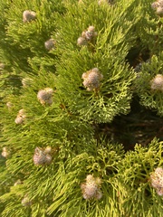 Serruria glomerata × villosa