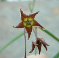 Vincetoxicum lineare