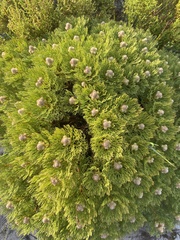 Serruria glomerata × villosa