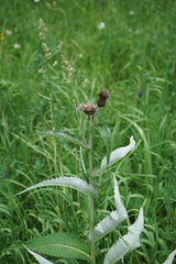 Cirsium helenioides