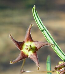 Vincetoxicum lineare