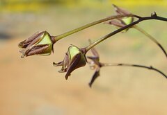 Vincetoxicum lineare