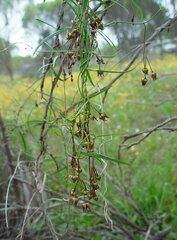 Vincetoxicum lineare