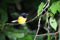 Copsychus stricklandii stricklandii