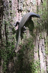 Eutropis rudis