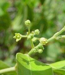 Vincetoxicum cinerascens