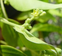 Vincetoxicum cinerascens
