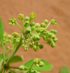 Vincetoxicum cinerascens