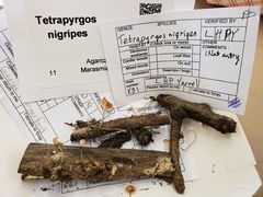 Tetrapyrgos nigripes image