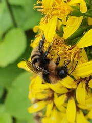 Bombus subterraneus