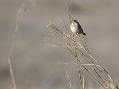 Cisticola textrix