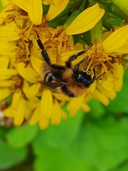 Bombus subterraneus