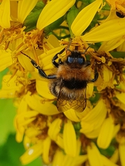 Bombus subterraneus
