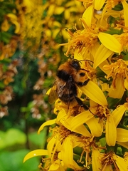 Bombus subterraneus