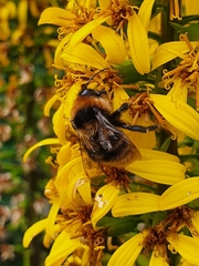 Bombus subterraneus
