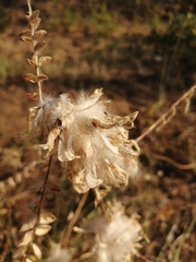 Astragalus vulpinus