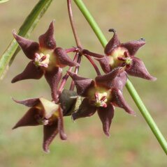 Vincetoxicum lineare