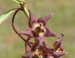 Vincetoxicum lineare